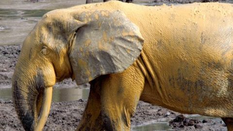 Ahmed, a 50+ year old forest elephant