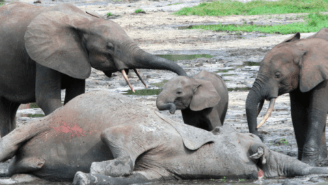 An adult and two juvenile African forest elephants inspect the carcass of an elephant killed by poachers and who’s tusks were removed